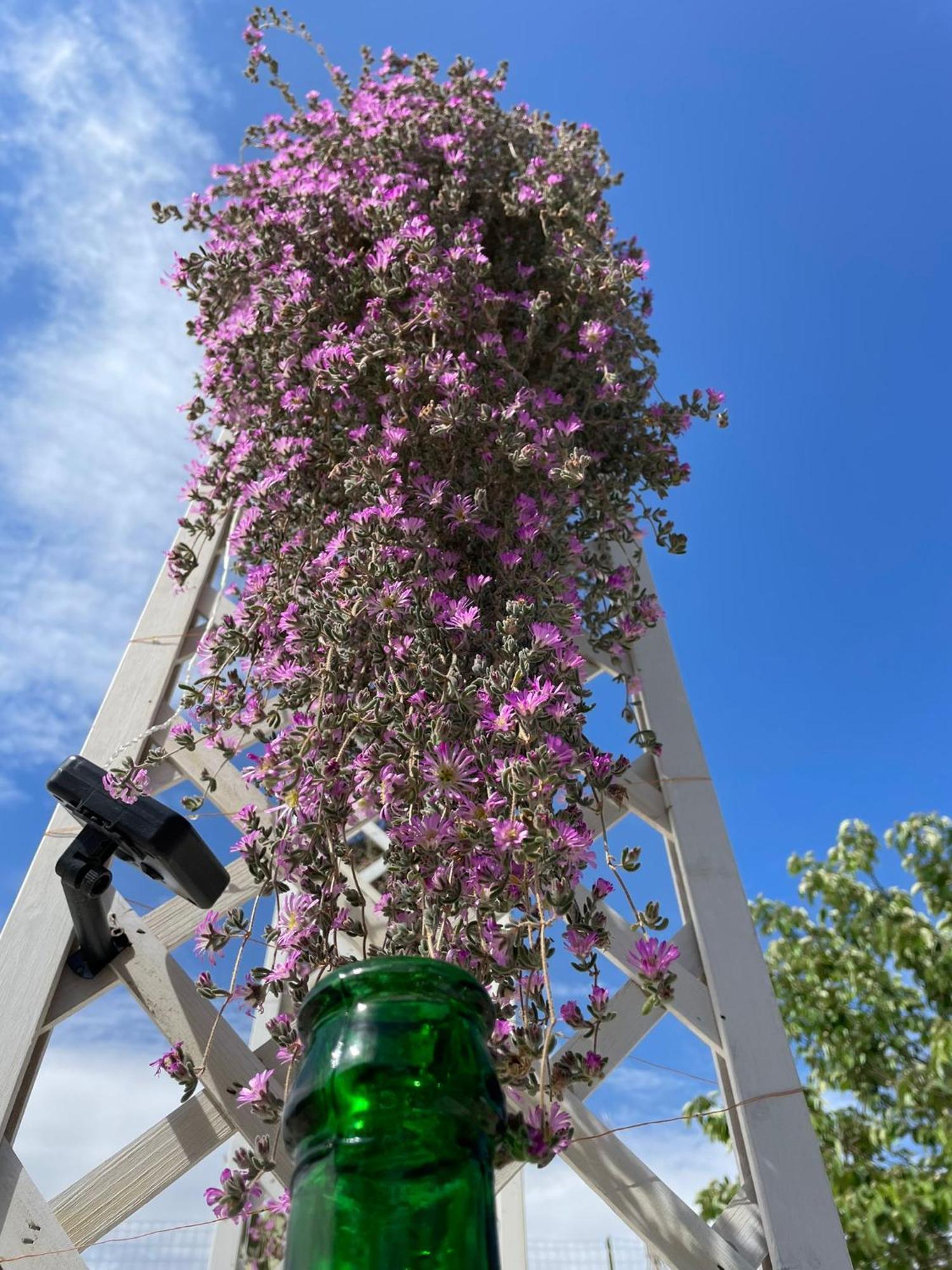 马丁纳弗兰卡I Trulli Dei Nonni Evelin别墅 外观 照片